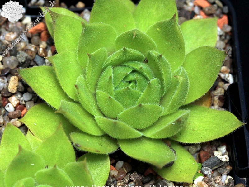 wulfenii ssp. juvanii from Donačka gora