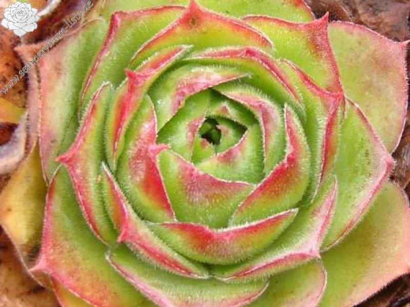 wulfenii ssp. juvanii