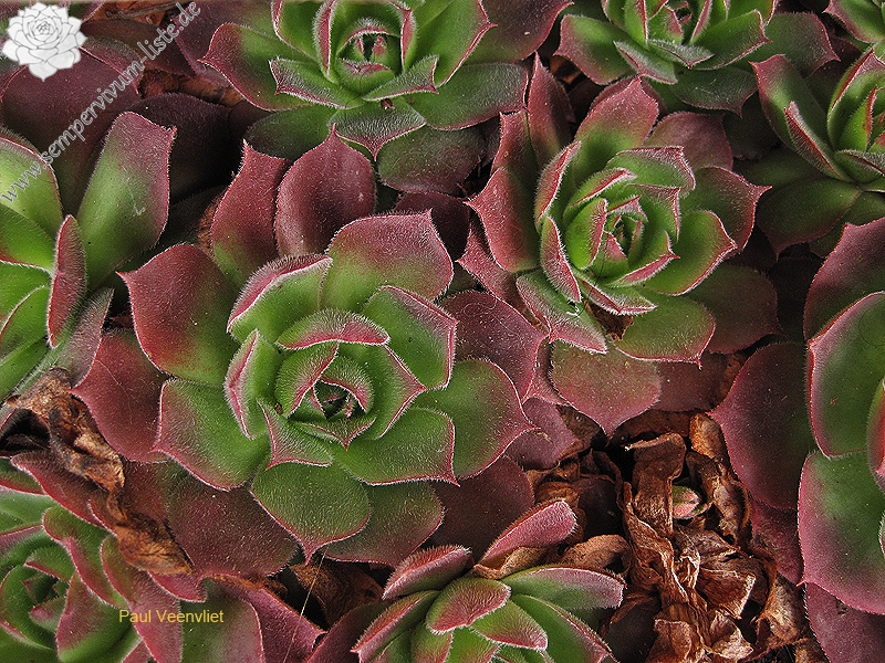 wulfenii ssp. juvanii