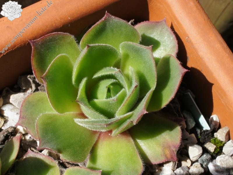 wulfenii ssp. juvanii from Donačka gora