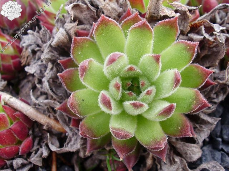 marmoreum ssp. reginae-amaliae (angustissimum)