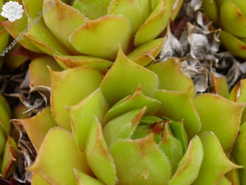 tectorum var. tectorum (boutignyanum)