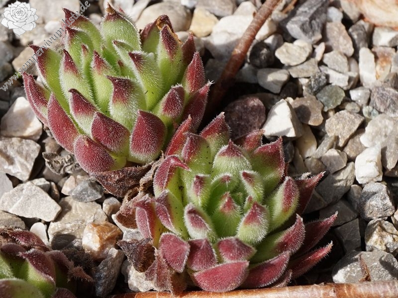 marmoreum ssp. reginae-amaliae (angustissimum)