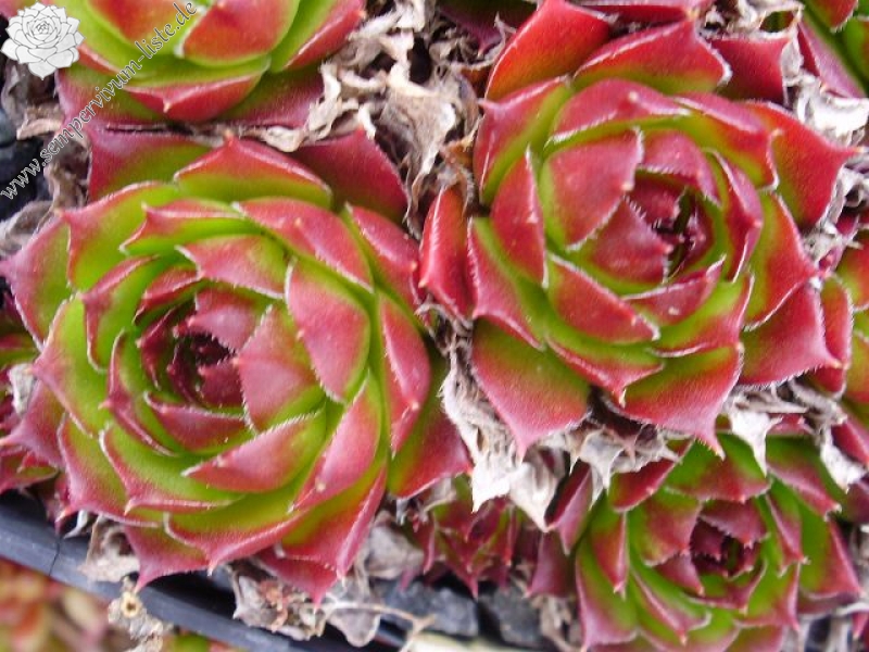 tectorum var. tectorum (boissieri)