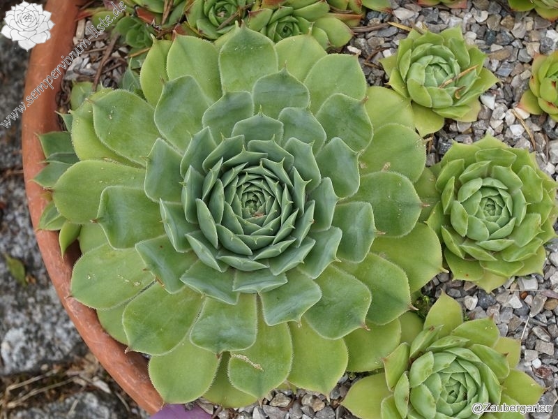 tectorum var. tectorum (decoloratum) from Culoz