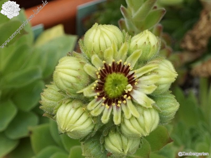 wulfenii ssp. juvanii from Donačka gora