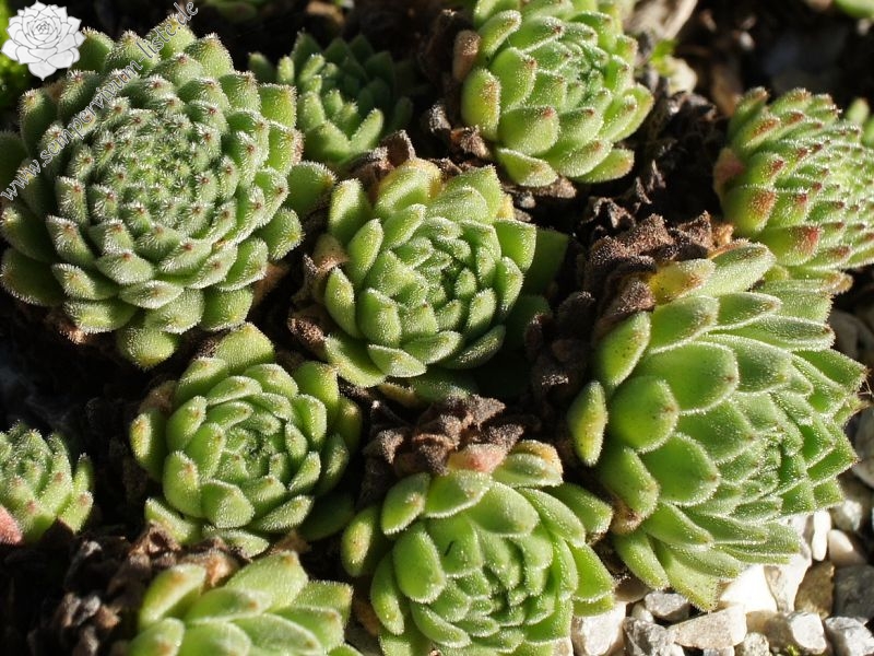 montanum from Mt. Canigou