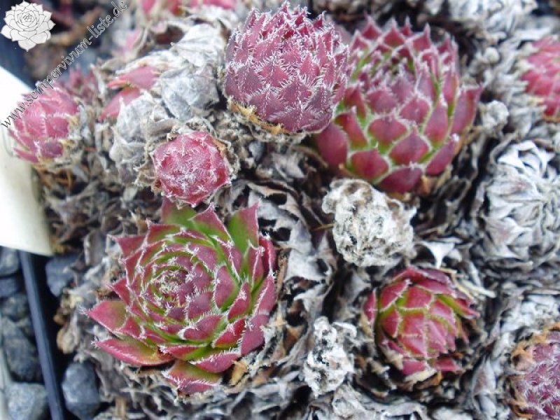 thompsonianum