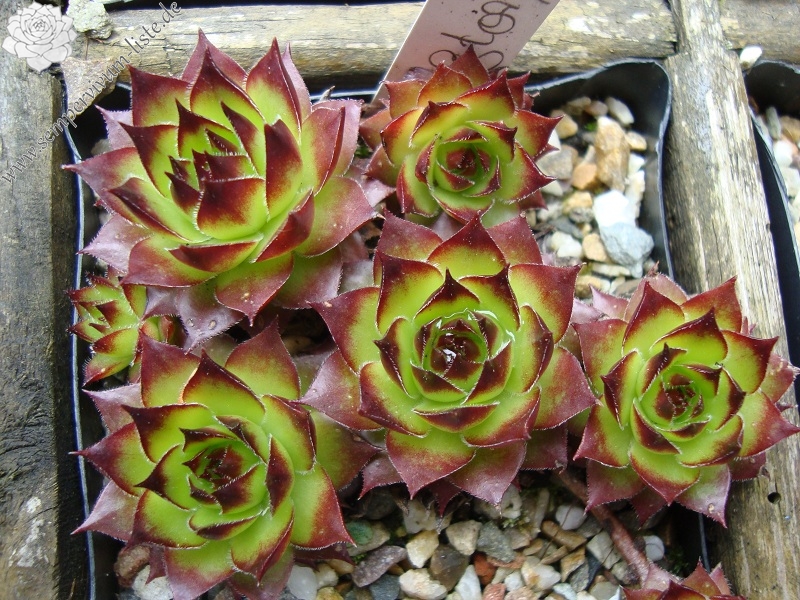 Lennik's Glory No. 3