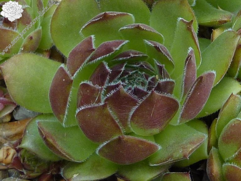 Korspel Luxenee