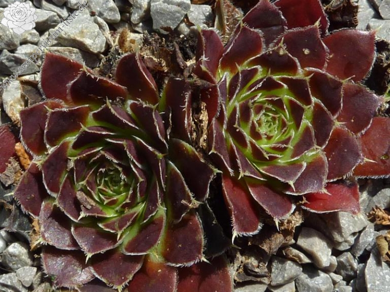 Christoffelina / Jovi