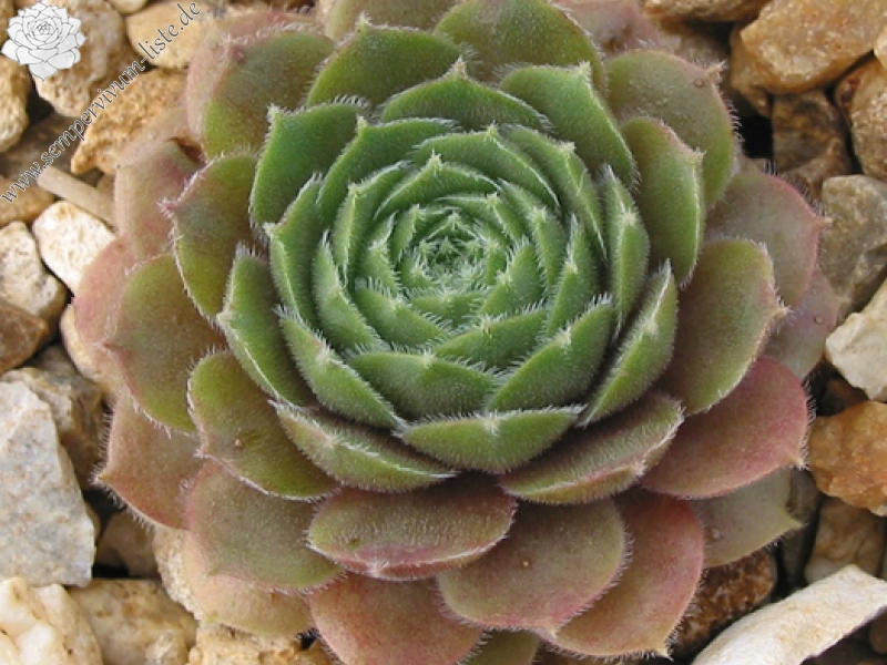 Lennik's Glory No. 3