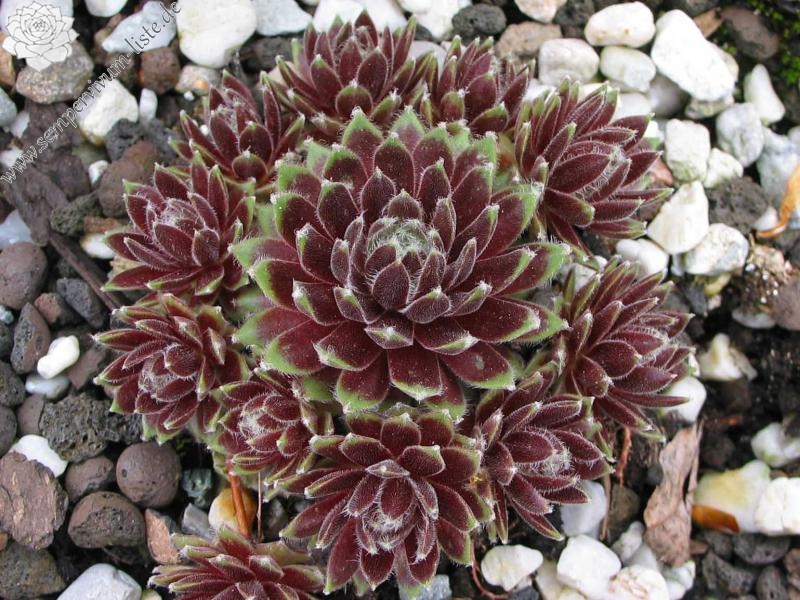 Christel II