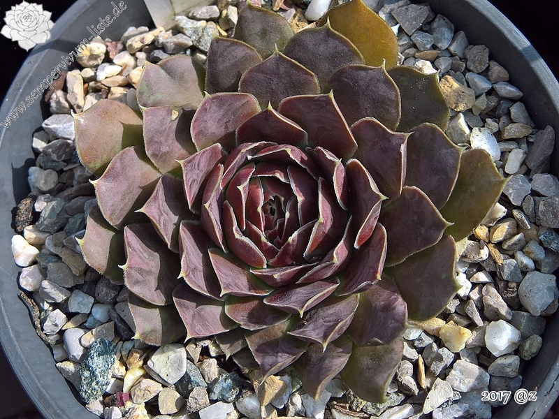 Korspel Red Rose / Jovi