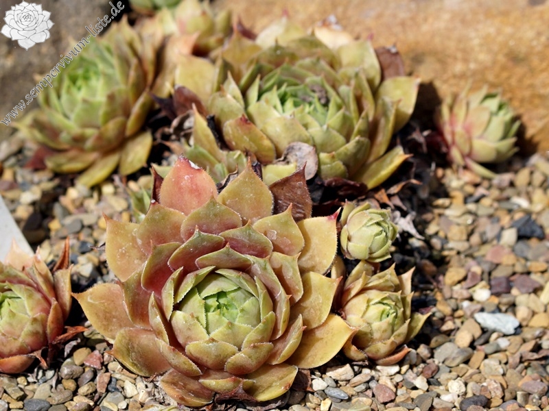 aufgen. bei Baumschule Rinn