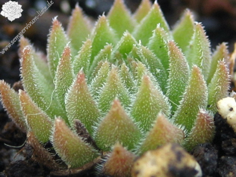 marmoreum ssp. reginae-amaliae (macedonicum)
