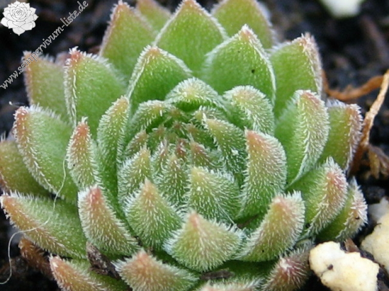 marmoreum ssp. reginae-amaliae (macedonicum)