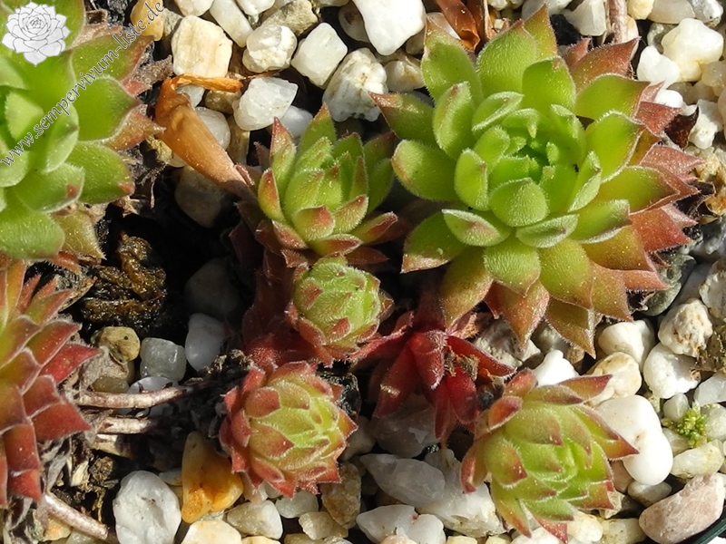 marmoreum ssp. reginae-amaliae (macedonicum) from Stogovo planina