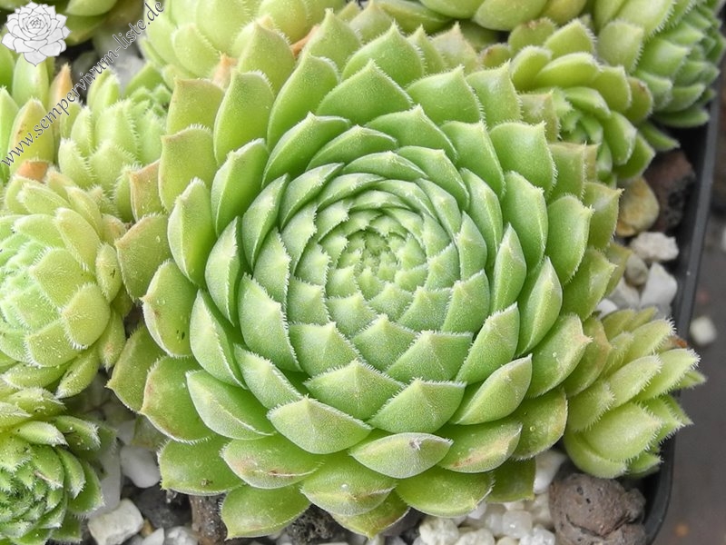 marmoreum ssp. reginae-amaliae from Mt. Giona