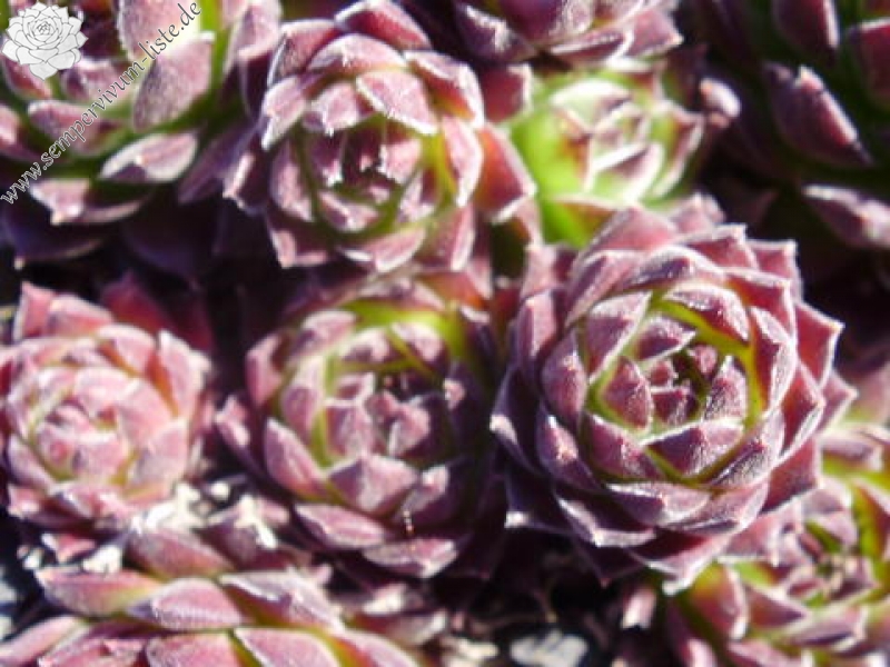 marmoreum ssp. marmoreum (blandum)