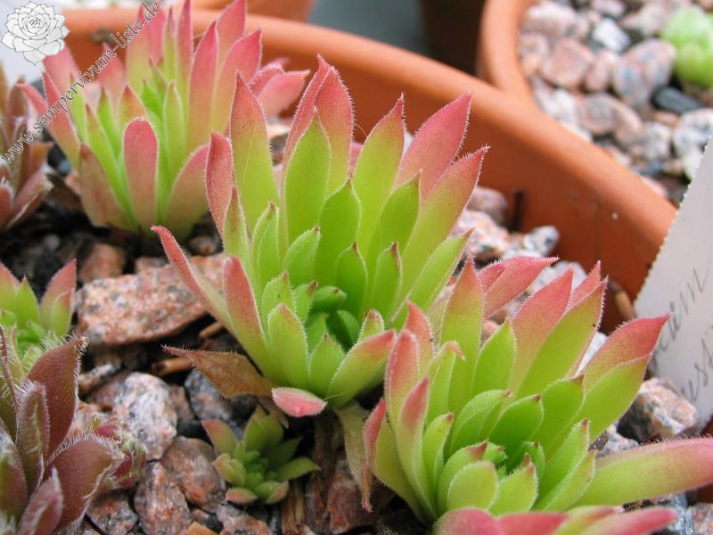 marmoreum ssp. reginae-amaliae (angustissimum)