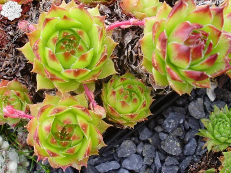 marmoreum ssp. marmoreum (balcanicum)