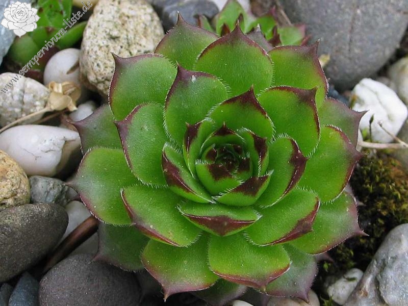 marmoreum ssp. marmoreum (balcanicum)