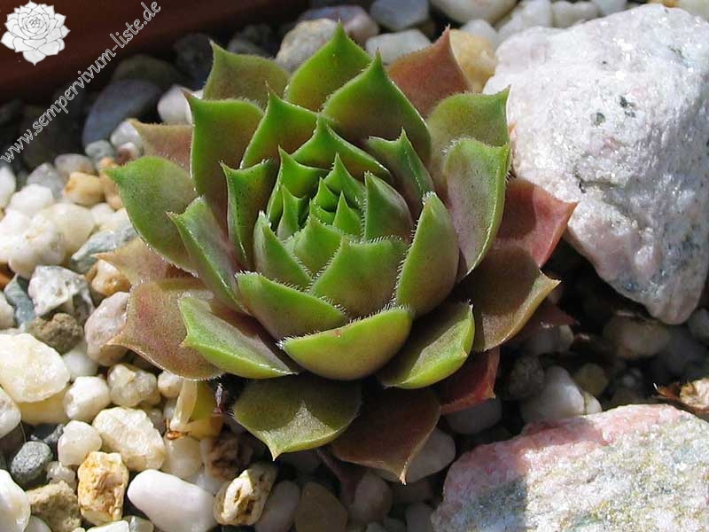 marmoreum ssp. ballsii (auratum)