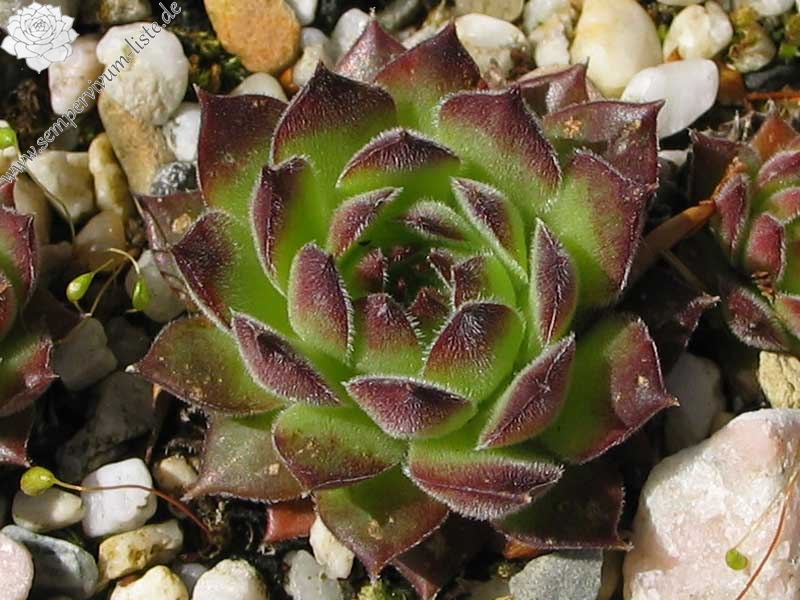 marmoreum ssp. marmoreum (blandum)