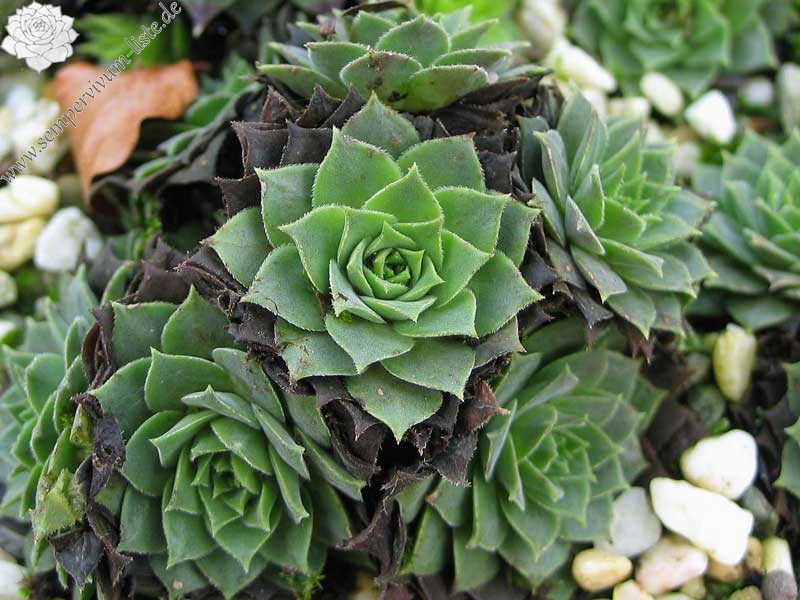 marmoreum ssp. erythraeum from Rilagebirge