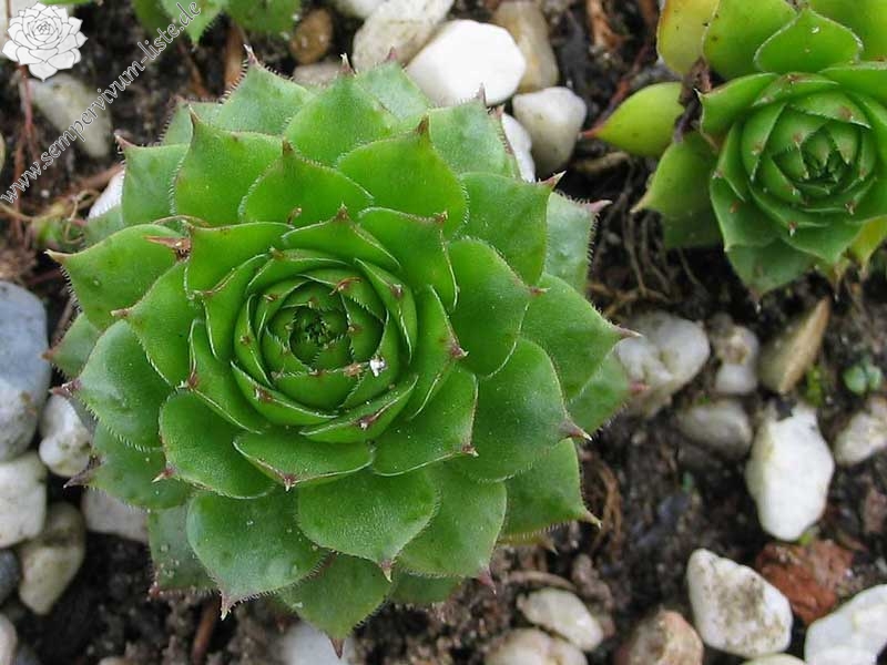 marmoreum ssp. marmoreum (balcanicum)