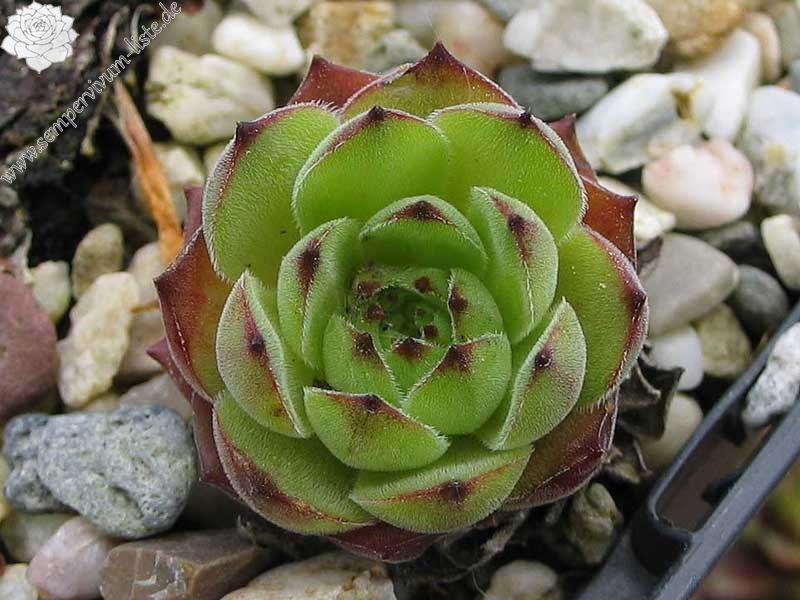 marmoreum ssp. marmoreum from Brasov