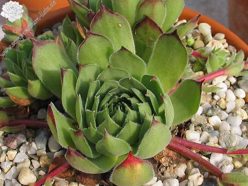 marmoreum ssp. matricum from Füzér