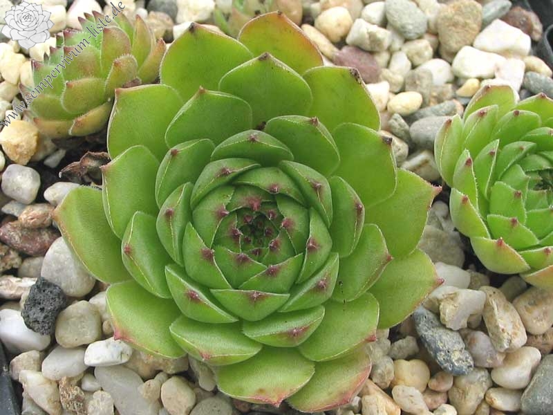 marmoreum ssp. marmoreum from Brasov