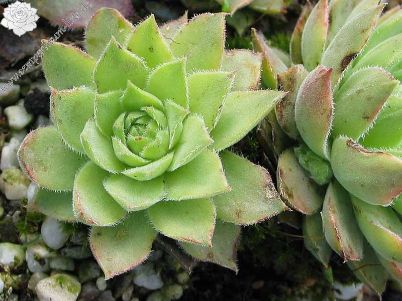 marmoreum ssp. reginae-amaliae from Mavri Petri