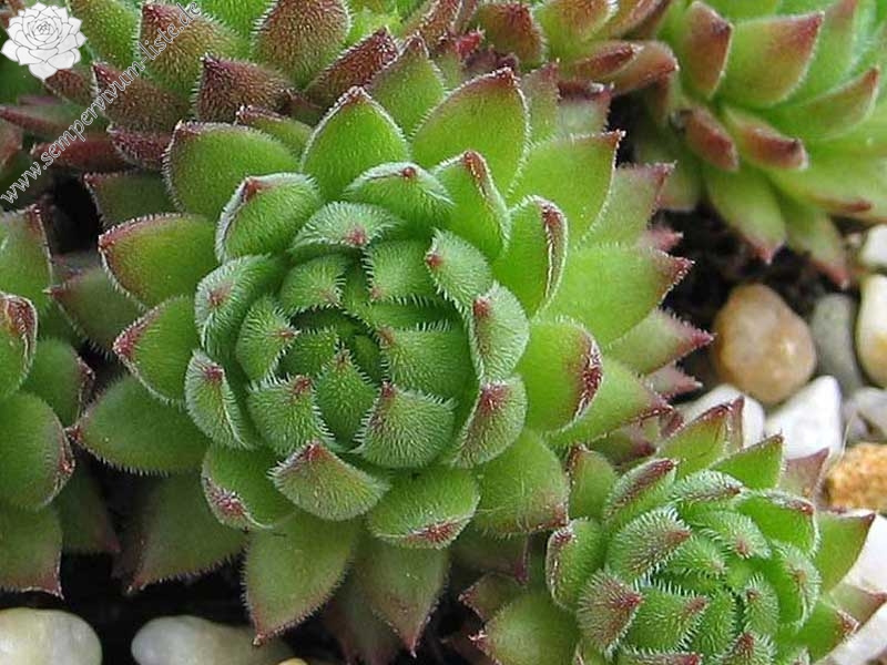 marmoreum ssp. reginae-amaliae (macedonicum) from Pepeljak