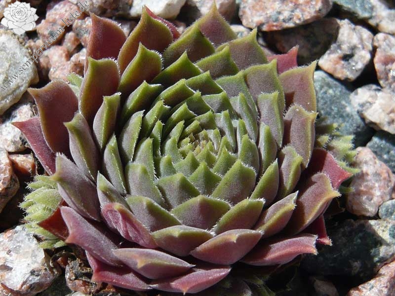 marmoreum ssp. erythraeum from Rilagebirge