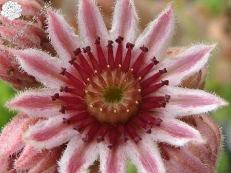 marmoreum ssp. marmoreum from Brasov