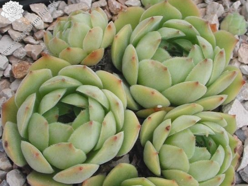 marmoreum ssp. marmoreum from Brasov