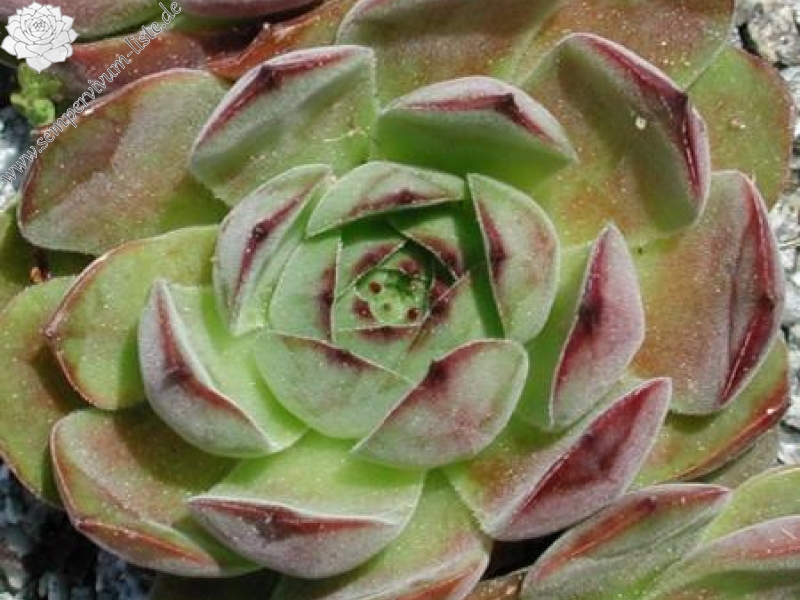 marmoreum ssp. marmoreum from Brasov