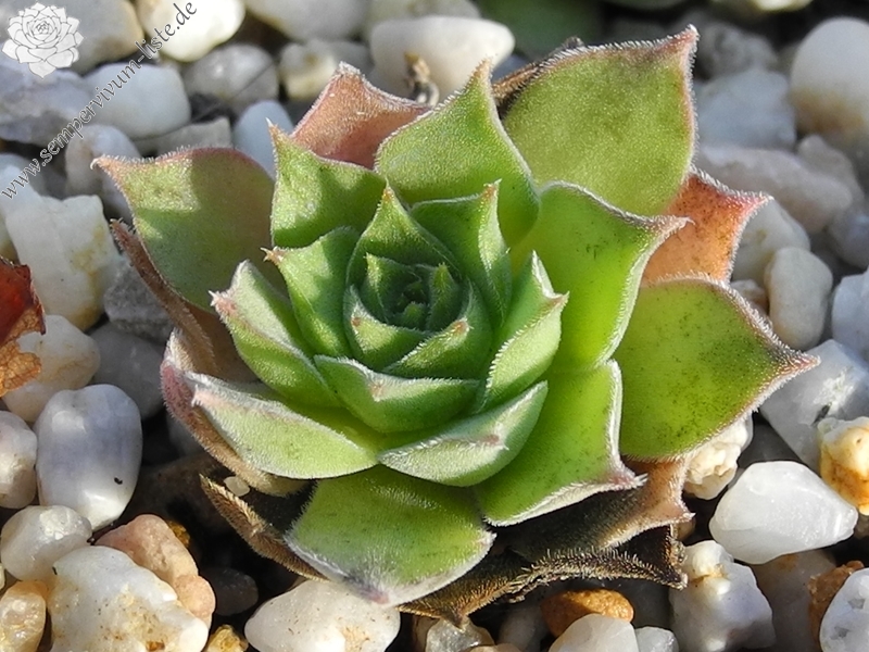 marmoreum ssp. marmoreum (assimile) from Domogled