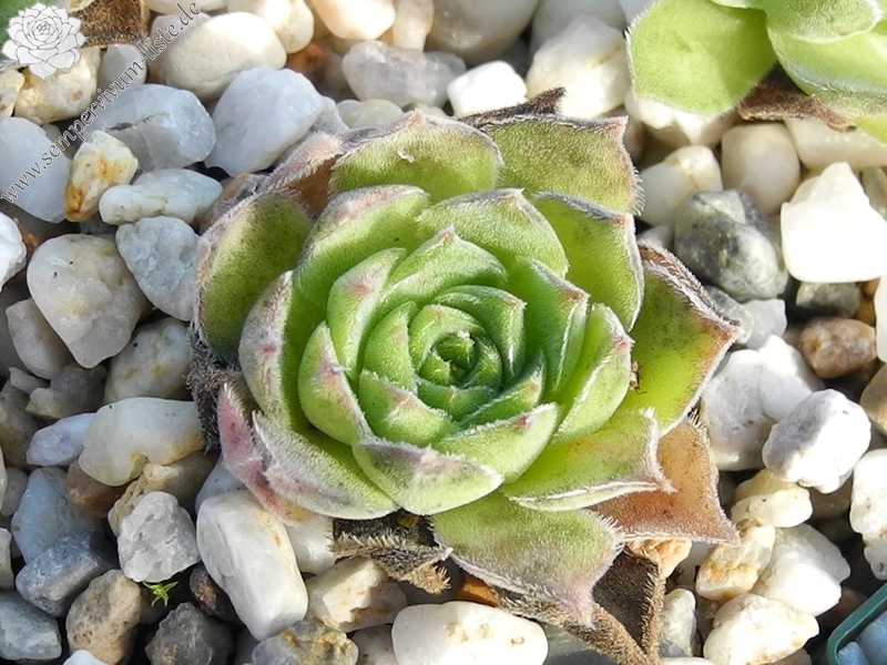 marmoreum ssp. marmoreum (assimile) from Domogled