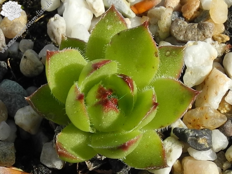 marmoreum ssp. marmoreum (dinaricum) from Orjensko sedlo