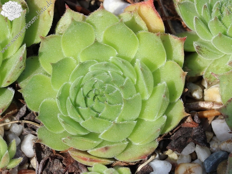 marmoreum ssp. matricum from Füzér