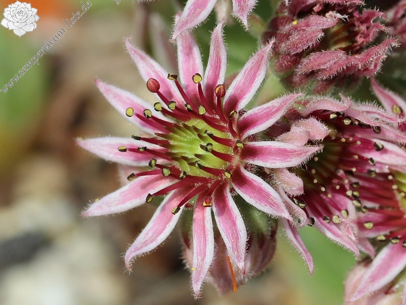 marmoreum ssp. matricum from Füzér