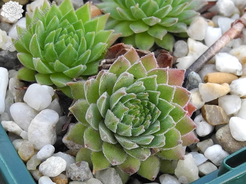 marmoreum ssp. reginae-amaliae (macedonicum) from Stogovo planina
