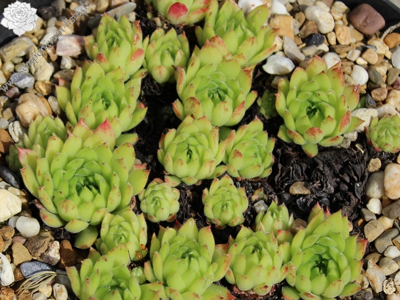 marmoreum ssp. matricum from Szarvaskö
