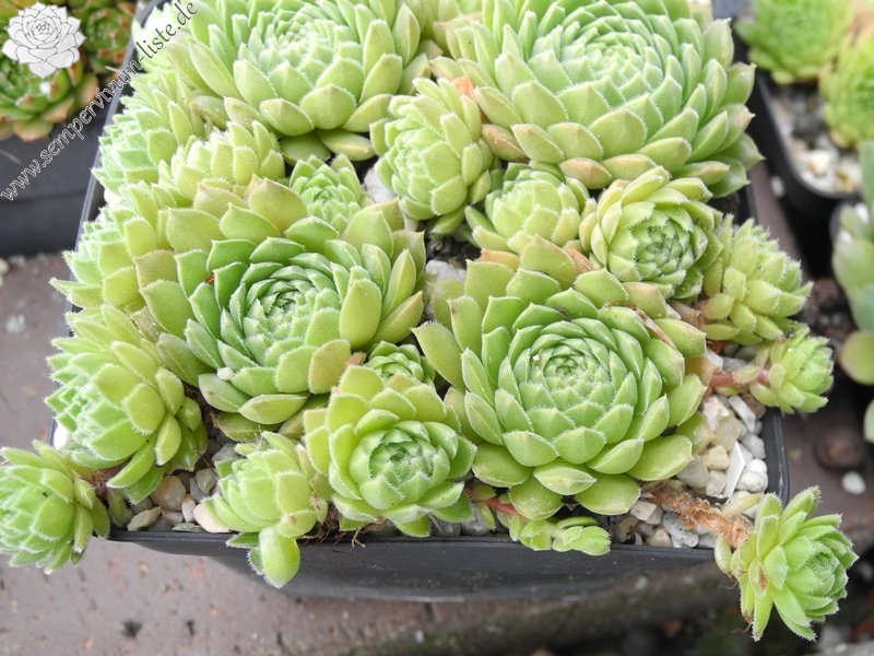 marmoreum ssp. reginae-amaliae from Mt. Giona