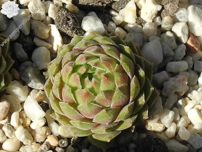 marmoreum ssp. reginae-amaliae from Mt. Giona