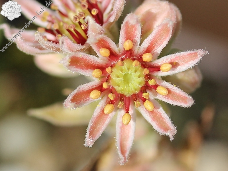 marmoreum ssp. reginae-amaliae from Mavri Petri
